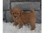 CG Toy Poodle puppies