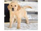 Golden Retriever Puppy for sale in Williamsport, PA, USA