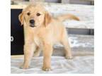 ujkh Golden retriever puppies