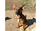 Adopt Ace (Texas Only) a German Shepherd Dog