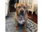Adopt Eazy Squeezy a Pit Bull Terrier