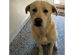 Adopt Denver a Labrador Retriever