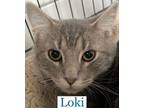 Adopt Loki a Domestic Short Hair