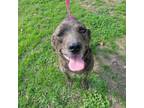 Adopt Maylin a Plott Hound, Boxer