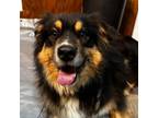 Adopt Anthony a Australian Shepherd