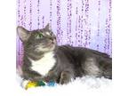 Adopt Preston a Domestic Short Hair, Tabby