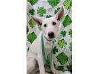 Adopt Ghost a Mixed Breed