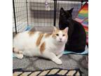 Adopt Buggles (bonded with Raffi) a American Shorthair