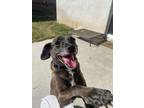 Adopt Rocky a Mountain Cur