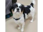 Adopt Gamin a Japanese Chin, Pekingese