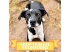 Adopt Olaf a Mixed Breed