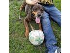 Adopt Lucas Garrett a Australian Kelpie