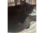 Adopt Allepo a Domestic Short Hair