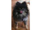 Adopt Paxton a Pomeranian, Mixed Breed