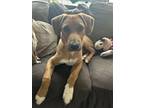 Adopt Orion a Mixed Breed