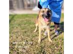 Adopt Jeffrey a German Shepherd Dog