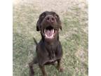 Adopt Gunner(Cameo) a German Shorthaired Pointer