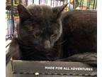 Adopt Ulysses a Domestic Short Hair