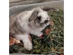 Adopt Chip a Holland Lop