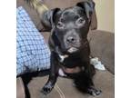 Adopt Happy a American Staffordshire Terrier