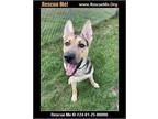 Adopt King a German Shepherd Dog