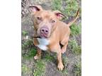 Adopt Cowboy j jr. a Pit Bull Terrier