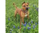Adopt Tex a Boxer, Redbone Coonhound