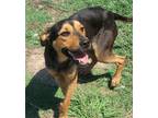 Adopt Cole a German Shepherd Dog, Shar-Pei