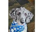 Adopt Wally a Standard Poodle