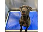 Adopt WIGGLES a Pit Bull Terrier