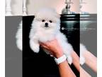 Pomeranian PUPPY FOR SALE ADN-749009 - White Pomeranian Boy