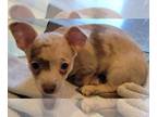 Chihuahua PUPPY FOR SALE ADN-749194 - Roscoe