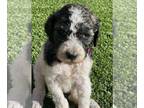 Poodle (Standard) PUPPY FOR SALE ADN-749074 - Standard poodles puppies