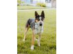 Adopt Herman a German Shepherd Dog, Siberian Husky