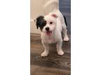 Adopt Milo a Shih Tzu