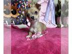 Chihuahua PUPPY FOR SALE ADN-748969 - Dainty BAMBI