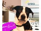 Adopt Oreo a Labrador Retriever, Border Collie