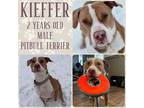 Adopt Kieffer a Pit Bull Terrier
