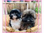 Shih Tzu PUPPY FOR SALE ADN-749106 - Gorgeous Shih Tzu Puppies