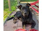 Adopt Ranger a German Shepherd Dog