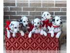 Dalmatian PUPPY FOR SALE ADN-749005 - Mable and Chance