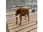 Adopt Buster a Redbone Coonhound