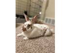 Adopt Rio a Bunny Rabbit