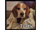 Adopt Turtle a Beagle