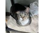 Adopt Chip a Domestic Short Hair