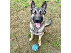 Adopt Ramsey URGENT a German Shepherd Dog