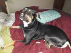 Adopt Mac *urgent - losing home! a Rottweiler