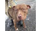 Adopt Malcom a Pit Bull Terrier