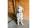 Adopt Dipper a Dogo Argentino, Mixed Breed