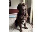 Adopt Leyland a Newfoundland Dog